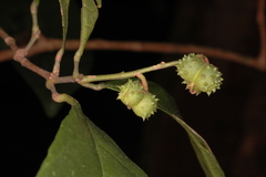 Mallotus resinosus